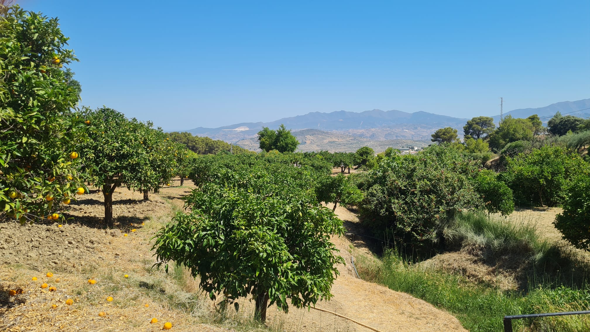 alo-12_8abdad6e-f154-4107-b455-aa2fd93555a4