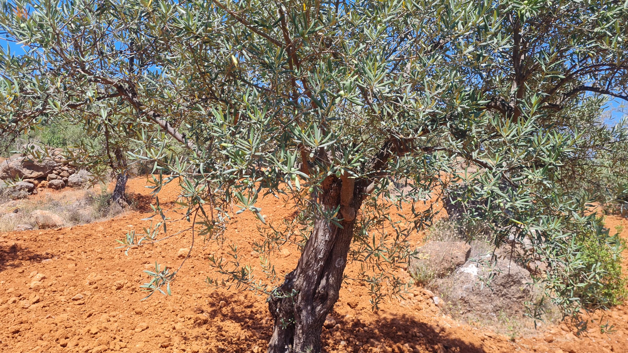 alo-7_4d4b2581-a721-43d8-844d-5769828d8178