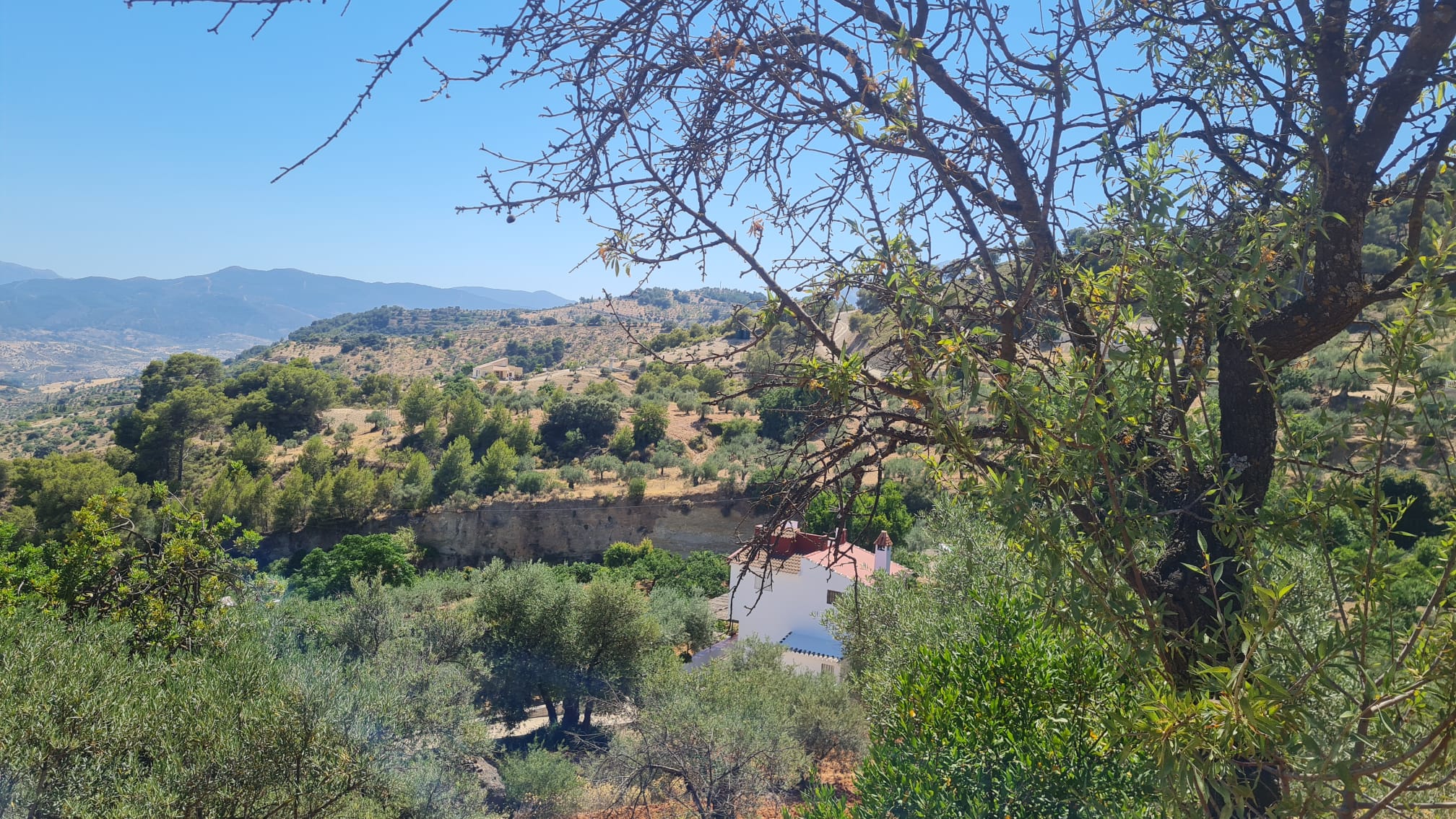 alozaina-5_cccc9fd2-195a-417f-ac5e-75eb7bf922af