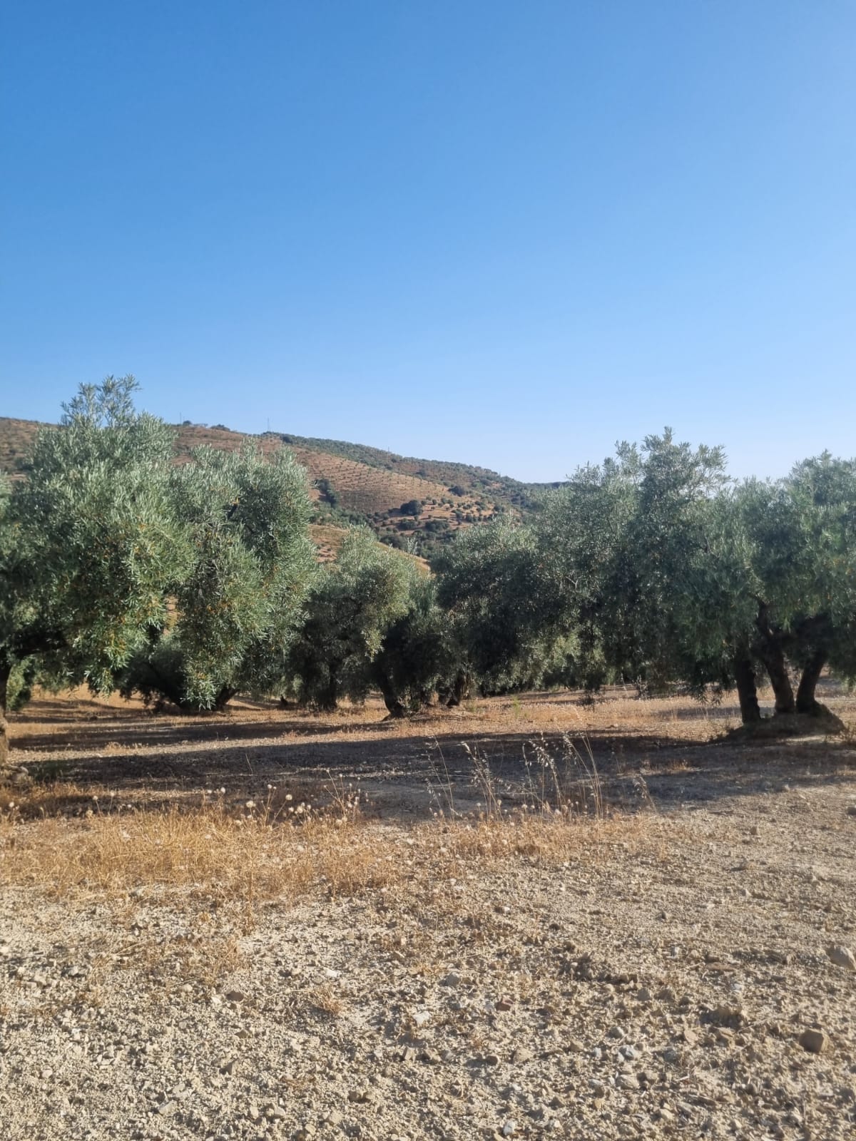 imagen-de-whatsapp-2024-09-30-a-las-13-46-59-00582b1f_d77dbba2-303f-4eaf-b00c-a9be761dae5a