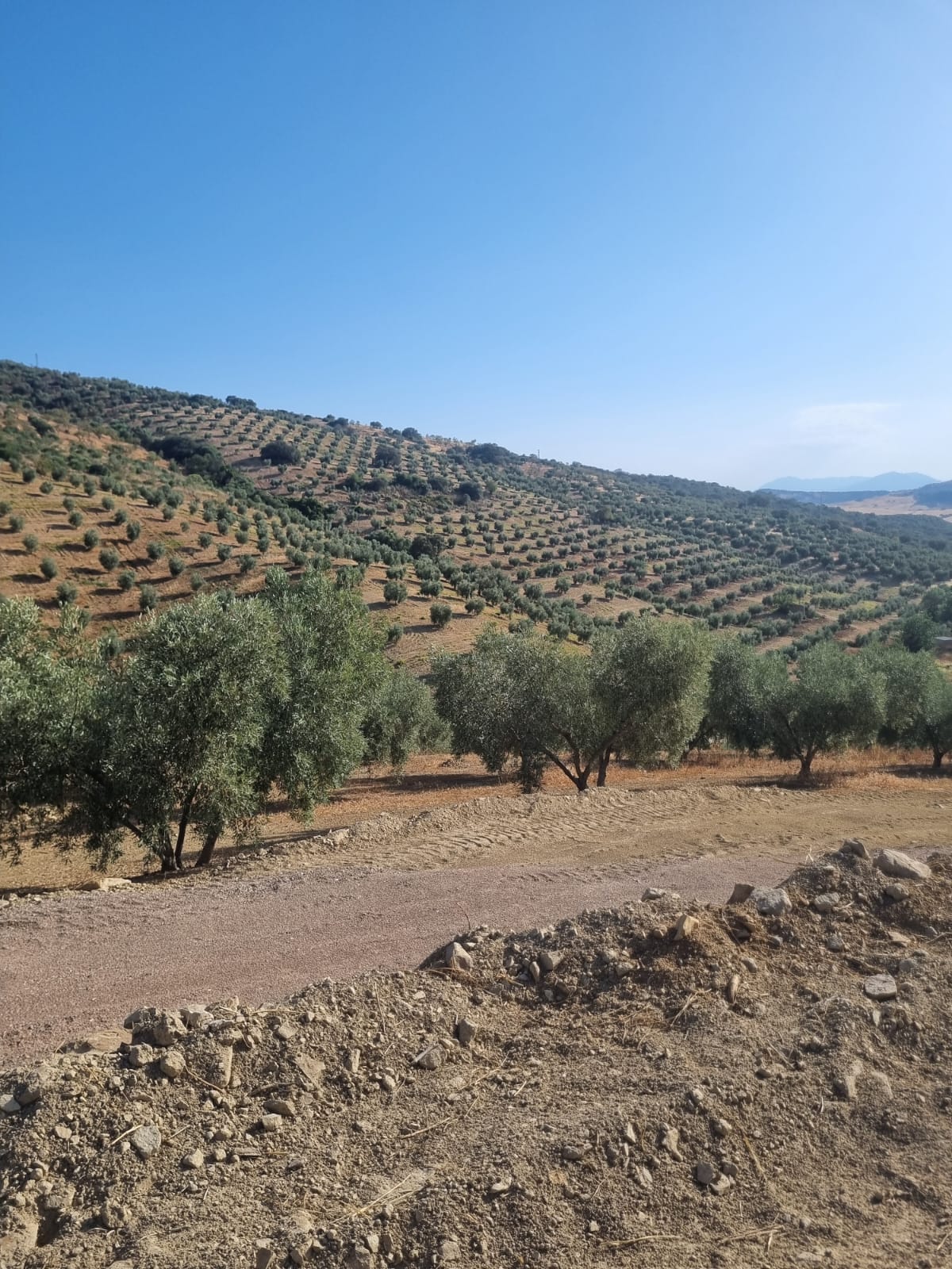 imagen-de-whatsapp-2024-09-30-a-las-13-46-59-85b21161_18225160-d3a0-4bc8-880c-6cda3b26b6f9