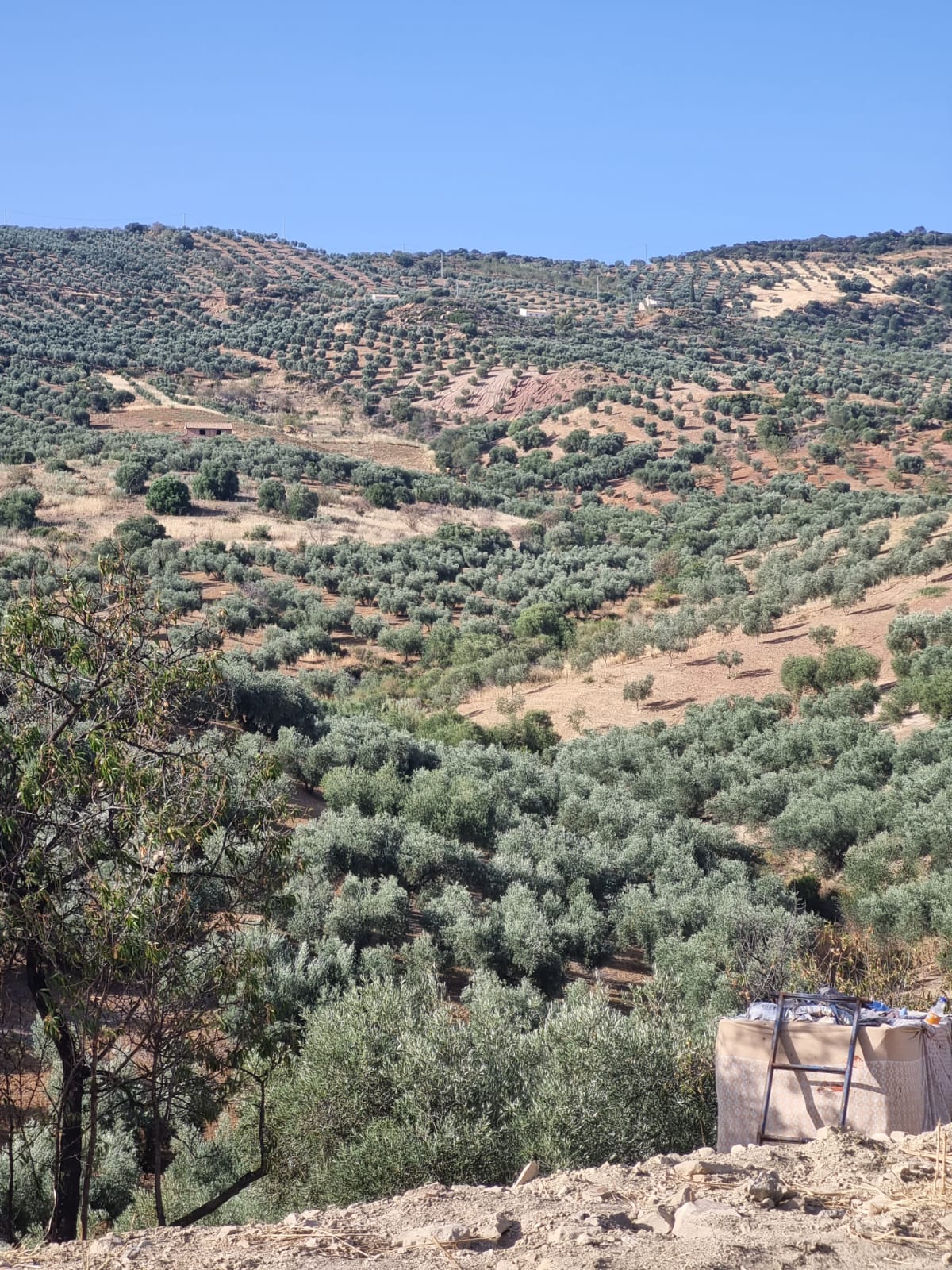 imagen-de-whatsapp-2024-09-30-a-las-13-46-59-9022df3b_7aeb6ee8-5aea-4e5c-ac32-78a89617abb3