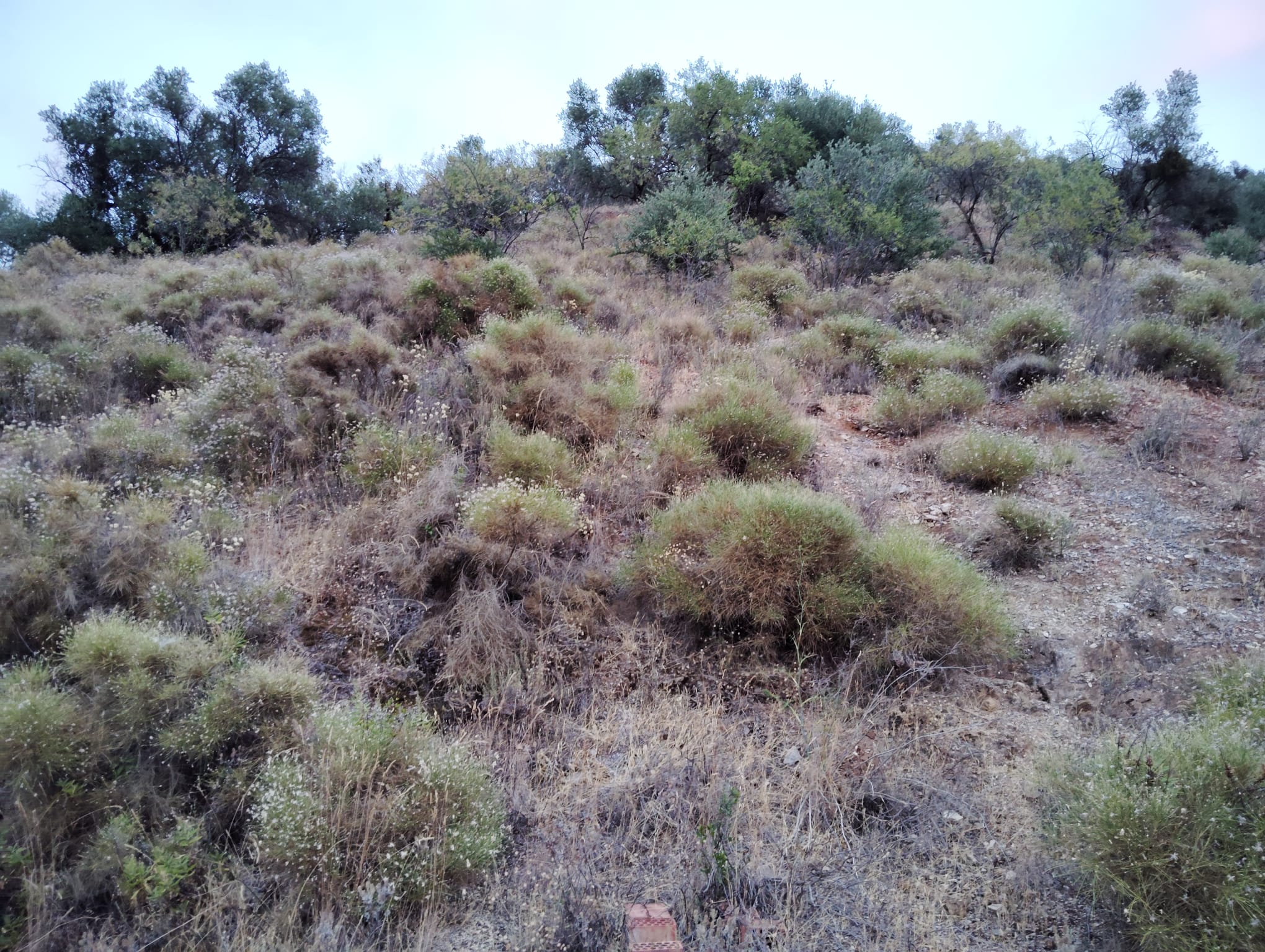 whatsapp-image-2024-07-09-at-18-09-49_5a5c765e-8130-4279-a676-25c844301f88