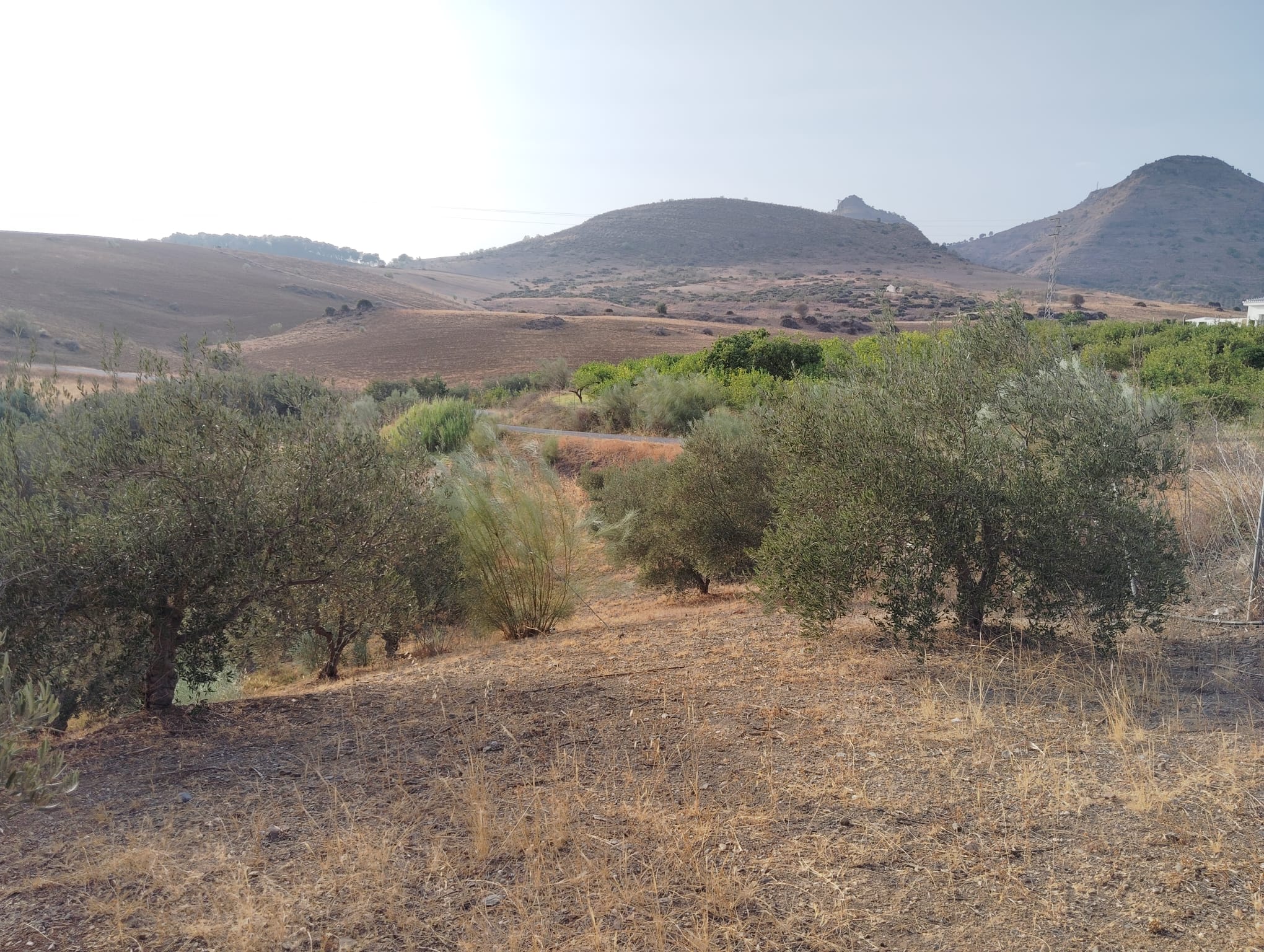 whatsapp-image-2024-08-26-at-18-04-53-1-_997dec8b-8879-4b3b-b529-e84d5fb95318