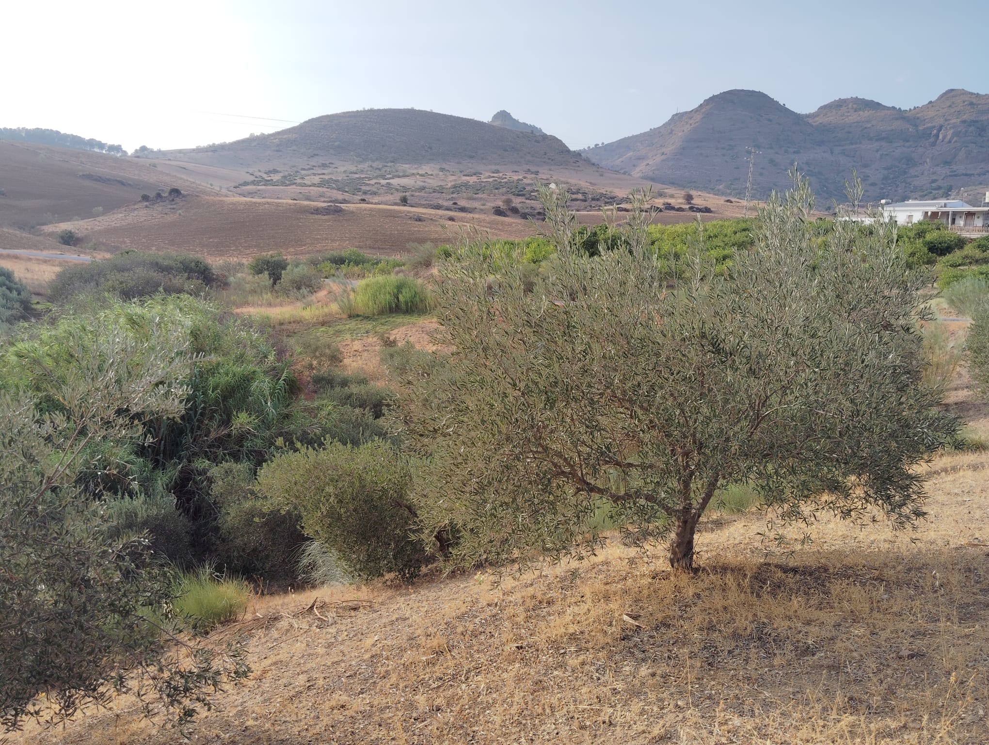 whatsapp-image-2024-08-26-at-18-04-55-2-_6db9f57e-6063-48a1-8851-7d87cd361919